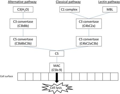 Complement in Kidney Transplantation